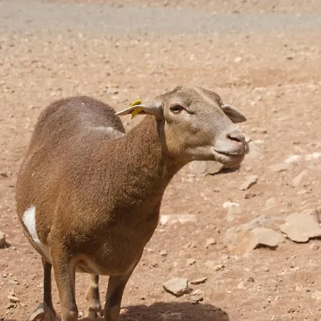 Palmera Casa vacanze