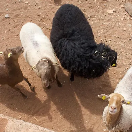 Palmera Hébergement de vacances *